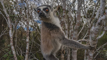 Charming ring-tailed lemur catta is sitting on a tree, holding onto the trunk with his paws, looking...