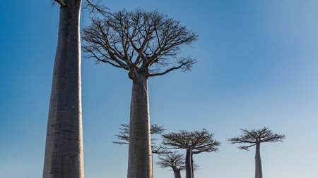 Beautiful baobabs against a clear blue sky. Tall thick trunks and bizarre compact crowns are illuminated by the sun. Branches without leaves. Copy space. Madagascar.の写真素材