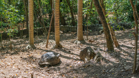 A large turtle walks in a tropical park. The patterns on the shell are visible. Nearby are the...