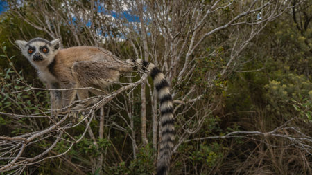 Curious ring-tailed lemur catta is sitting on a tree branch, watching intently. Fluffy beige fur,...