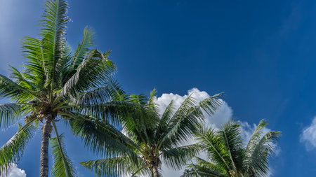 The crowns of coconut palms are diagonally against a background of blue sky and clouds. Spreading...
