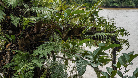 Lush green tropical vegetation. Close-up. The leaves of the trees, the ferns on the mossy trunk bent...
