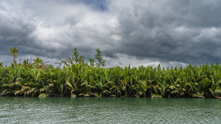 Impenetrable thickets of palm trees grow on the banks of a tropical river. The plants are close to each other. Clouds in the sky. Ripples on the surface of turquoise water.の写真素材
