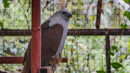 An eagle Ichthyophaga leucogaster sits on a perch in the zoo aviary. The plumage is brown, with a...