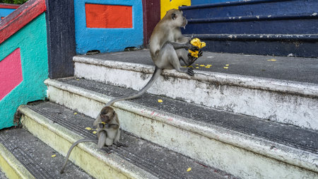 Two long-tailed monkeys are sitting on the steps of a staircase with colorful railings. Mom and baby macaques eat fruits. Malaysia. Kuala Lumpur. Batu cavesの写真素材