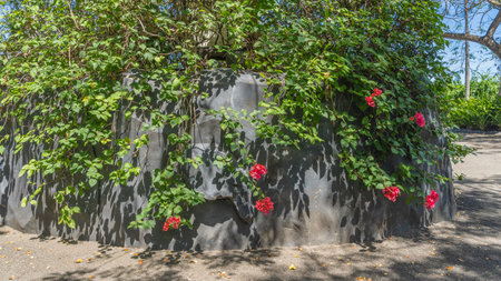 Blooming bougainvillea. Branches with green leaves and bright scarlet inflorescences hanging down over the ground. The background is a concrete fence. Philippines.の写真素材
