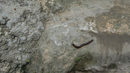 The Pachyiulus flavipes millipede crawls over the rocks. A long shiny black body and lots of orange legs. View from above.の写真素材