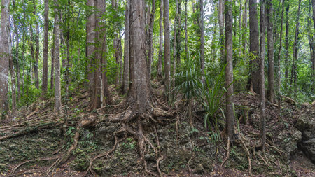 The rainforest. Thickets of trees with thick, tall trunks and bizarrely twisted exposed roots....