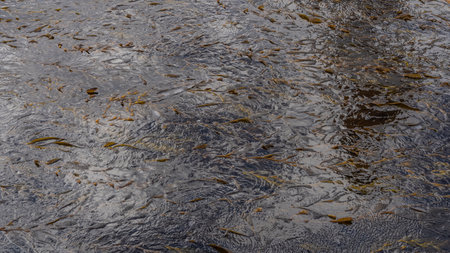 The surface of the ocean. Close-up. Full screen. Algae are floating on the blue shiny water. Stems...