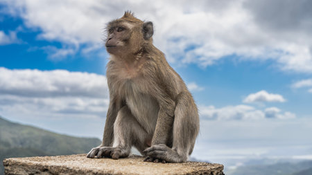 A crab-eating monkey is sitting on top of a stone fence, looking into the distance. Fluffy beige fur, shiny eyes, fingers and claws on paws are visible.の写真素材