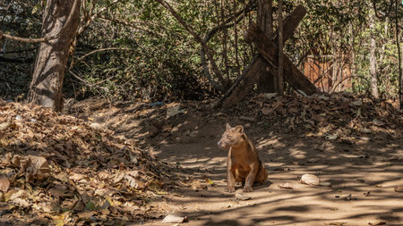 The unique predator of Madagascar, fossa, sits on a dirt track in the forest, looking carefully away. Glossy brown fur, muscular clawed paws, shiny eyes. Kirindy forest.の写真素材