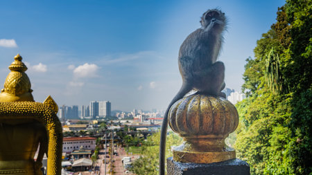 A long-tailed macaque sits on the gilded knob of the fence, looking thoughtfully up and into the distance. Nearby is a statue of the Hindu god Murugan.の写真素材