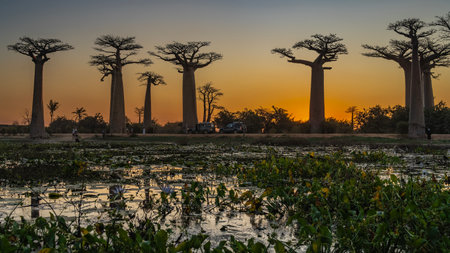 Sunset on the famous baobab alley. Silhouettes of giant trees against the sky, highlighted in orange. Thick trunks, compact fancy crowns. Silhouettes of people, cars on the road.の写真素材