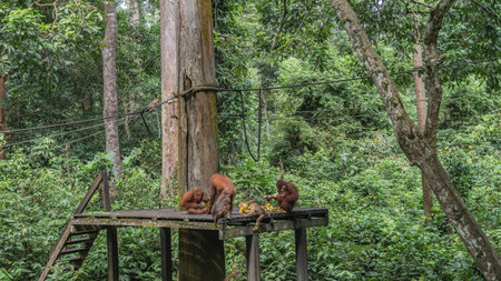 Feeding time at the Sepilok Orangutan Rehabilitation Centre. Different types of monkeys gathered on a board platform, eating fruits. Mom orangutan hugs baby. Stretched ropesの写真素材