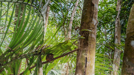 A tiny tarsier Carlito syrichta lurked during the day under a large green leaf on a tree branch. The...