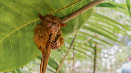 The tiny tarsier sleeps during the day. A unique primate endemic to the Philippines lurks under a large green leaf on a tree branch. Fluffy brown fur, long tail, big ears.の写真素材
