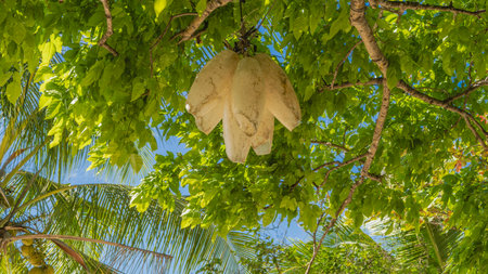 A decorative street lamp is suspended from a tree branch among green leaves. The lampshades are in the shape of a flower. The blue sky is visible through the foliage.の写真素材