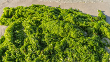 A pile of intertwined bright green algae thrown out of the ocean. Foam of waves on the sand. Close-up. Mauritiusの写真素材