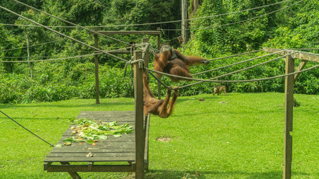 Feeding time at the Sepilok Orangutan Rehabilitation Centre. Monkeys are sitting on tight ropes above a green lawn. Fruits are laid out on a boardwalk.の写真素材