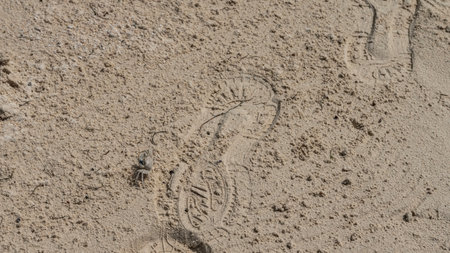 A man's shoe print is visible on the sandy beach. A tiny sand bubbler crab lurked nearby. The...