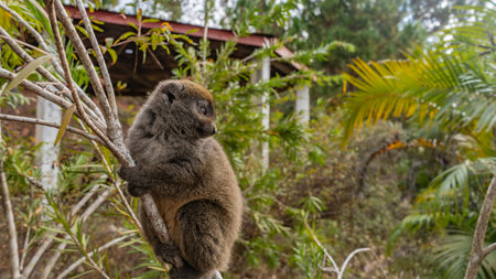 A cute bamboo lemur is sitting on a tree, holding onto a branch with its paws. The head is turned in profile. Fluffy brown fur, shiny big eyes. The background is green vegetation.の写真素材