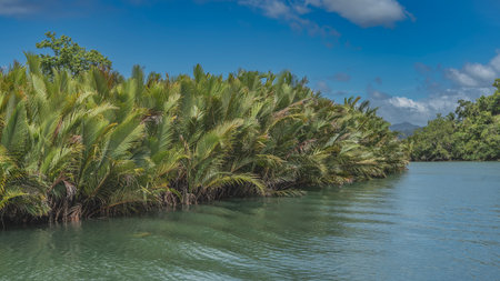 Impenetrable thickets of lush tropical palm trees on the banks of the turquoise river. The riverbed bends. Ripples on the water. Blue sky, clouds. Philippines. bohol. Loboc Riverの写真素材