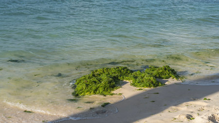 A bunch of bright green algae washed up from the ocean on a sandy beach. Foam of waves all around. Ripples on the turquoise water. Mauritius.の写真素材