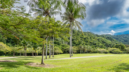 A tropical park. Tall coconut palms grow on a green manicured lawn. A hill overgrown with rainforest, in the distance, against the blue sky and clouds. Malaysia. Borneo.の写真素材