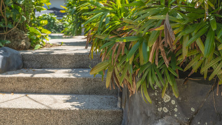 A concrete staircase goes up the hill. Green tropical plants on the side. Shadows on the steps.の写真素材