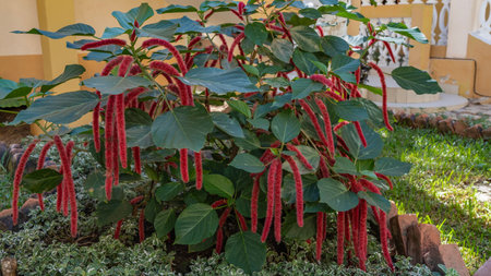 A beautiful tropical acalypha plant grows in the park. A shrub with large green leaves and long...