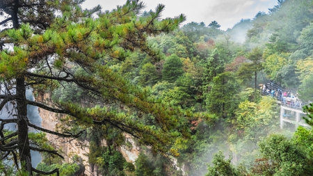 The thickets of the green forest on the sheer cliff are shrouded in fog. People are walking on the tourist path along the slope. A coniferous tree with spreading branchesの写真素材