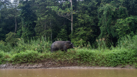 A Borneo pygmy elephant, endemic, walks along the riverbank. Lush green grass, thickets of rain...
