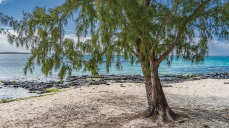 The Casuarina cunninghamiana tree grows on a beautiful secluded tropical beach. Fallen needles are scattered on the white sand. A calm turquoise ocean. Black volcanic bouldersの写真素材