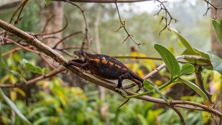 A chameleon Furcifer Pardalis climbs a branch. Profile view. The mouth is open. Bright orange stripe on the side. A spiky ridge on the back. Madagascar.の写真素材