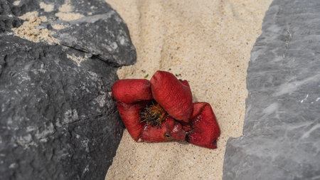 A fallen tropical flower Bombax ceiba on the sand among the boulders. The bright red petals had withered. The stamens are in the center. Philippines. Close-up. Top view.の写真素材