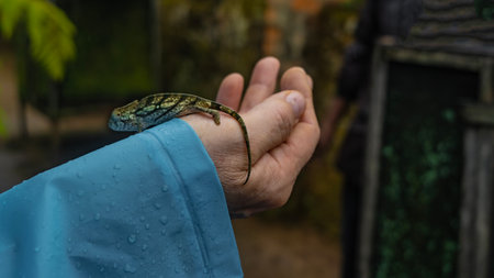 A tiny chameleon brookesia stumpffi sits on a man's arm. Green patterned skin, long tail. Raindrops on the sleeve. Close-up. Side view Madagascar.の写真素材