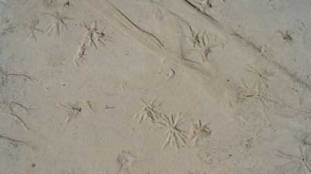 The sandy ocean floor at low tide. A star-shaped relief pattern left by sea creatures is visible....