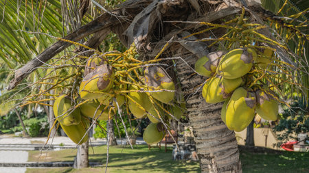 Green coconuts on a palm tree. Bunches at the trunk. Close-up. Mauritius.の写真素材