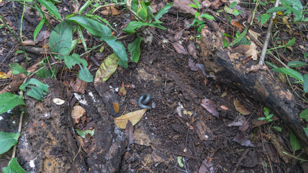 A millipede Julida Pachyiulus on the ground in the jungle. The arthropods long black body is twisted...