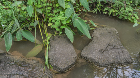 A footpath made of stone sections of shapes passes through the pond. Grass, green leaves of plants...