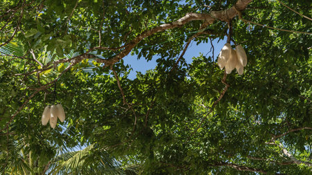 Decorative lamps in the form of white flowers are suspended from the branches of a tree among the...