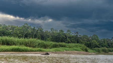 A pygmy elephant walks along the riverbed. Above the water, the back, head, and tip of the trunk. A white heron on the shore. Tall green grass, thickets of rainforest trees. Cloudsの写真素材