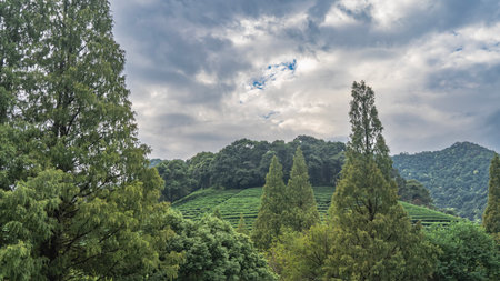 Tea plantations on the hill. Rows of green bushes on the slope. Trees in the foreground. Clouds in the sky. China. Tea Estate. Hangzhouの写真素材