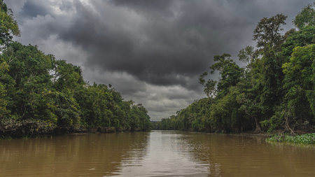 A calm river in a tropical rain forest. Tickets of green jungle trees on the shores. Dark clouds in the sky. Reflection on the surface of brown water. Malaysia. Borneo. Sandakan.の写真素材