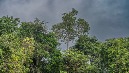 Vegetation of the tropical rain forest. Green crowns of tall jungle trees against the sky and clouds. Malaysia.Borneo. Sandakan. Nature Reserveの写真素材