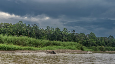A pygmy elephant walks along the riverbed. Above the water, back, head. A white heron on a clay shore. Tickets of tall green grass on the coast. Rain forest trees against the skyの写真素材