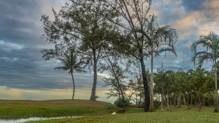 An evening in a tropical park. Coniferous, deciduous, palm trees grow on a green lawn. Crowns and trunks against the sky. The clouds are highlighted in pink and gold. Malaysia.の写真素材