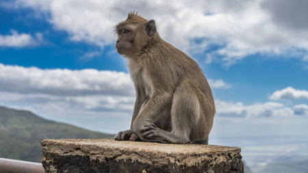 The crab-eating monkey is sitting on the top of the fence, looking into the distance. Profile view....