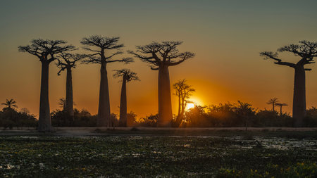 Fantastic sunset on the alley of baobabs. Silhouettes of giant trees with thick trunks and compact crowns against the evening sky. The setting sun is shining from behind the bushesの写真素材