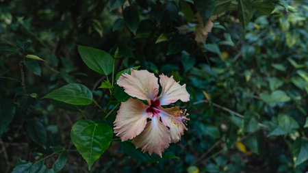 Beautiful hibiscus flower on a background of lush green foliage. Elegantly curved yellow petals, red center, long pistil. Close-up. Malaysia.の写真素材